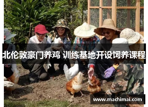 北伦敦豪门养鸡 训练基地开设饲养课程